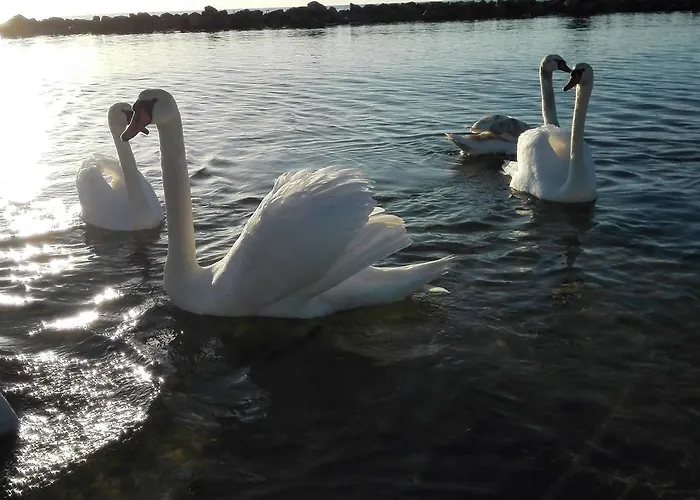 Lodge Sunny Baltic *